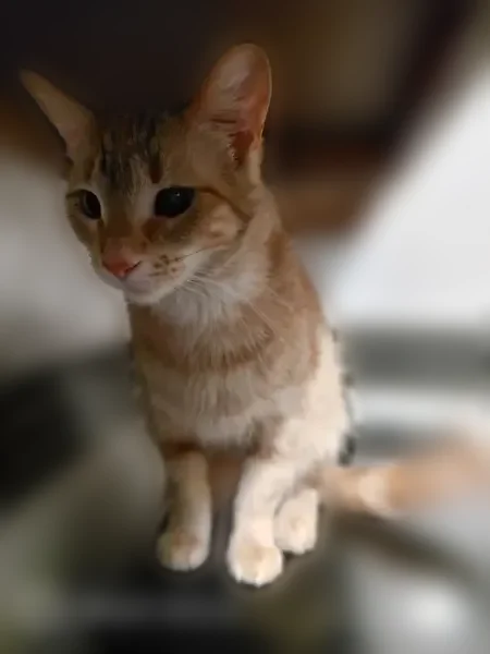 Lost cat, Cermak Road, 6500, Berwyn - female, petite teen, about 5 lbs - photo
