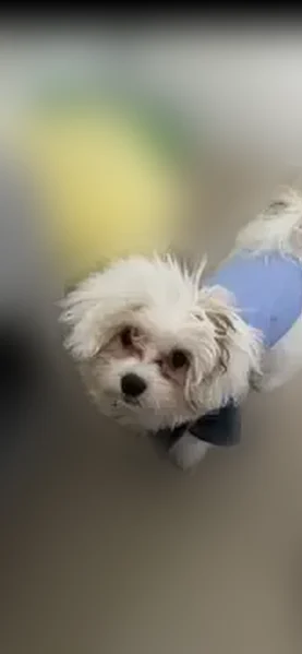 Lost dog, male, West Forsyth Street, 54, Jacksonville - small white puppy with freshly trimmed hair - photo