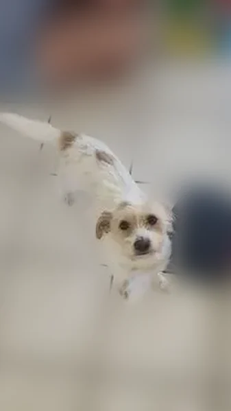 Lost dog, Breckenridge Circle, 5666, Pine Hills - female terrier mix - photo