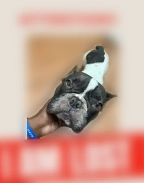 Lost dog, East 21st Street, Bakersfield — male Frenchie, white and black, very young - photo