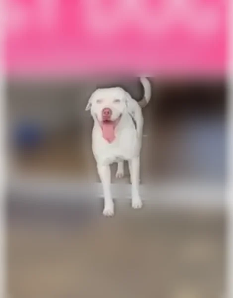 Lost dog, Nightingale Drive, 28000, Tropical Gulf Acres, Punta Gorda - male - photo
