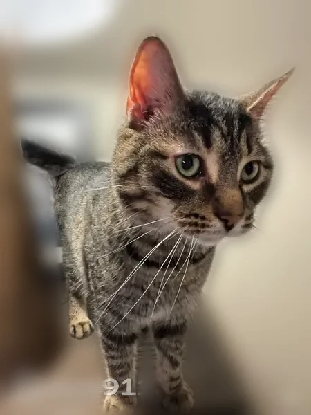 Found cat, Main Street, 5785, Village of Williamsville, Buffalo - female tabby, very friendly - photo