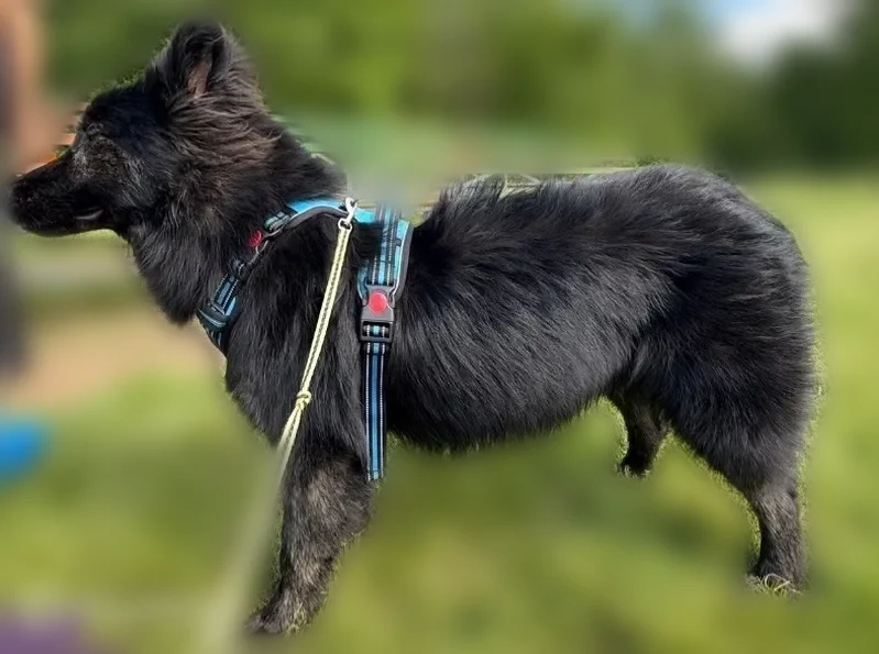 Lost dog, Carbondale, Illinois, Augusta - male, all black with small brown specks - photo