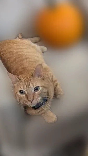 Lost cat, Ruffian Drive, Jersey Village, Jersey Village - male, orange tabby, microchipped - photo