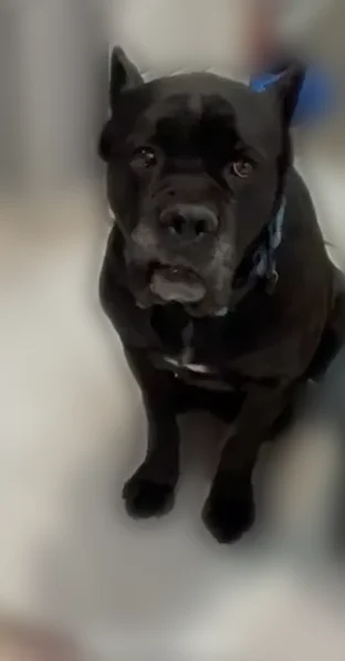 Lost dog, Linwood Street, 8406, Detroit - black, very chill - photo