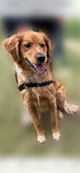 Lost dog, 188th Street, 5966, Chippewa Falls, New Berlin - female Golden Retriever, friendly - photo