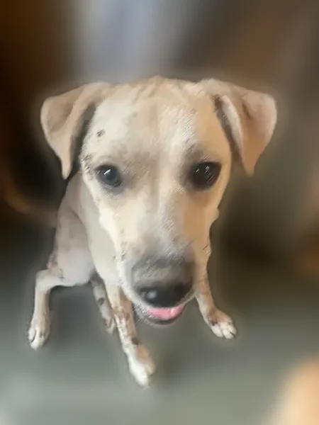 Lost dog, Oakville Avenue, Waterbury, Boston - male, tan, dragging a long red leash - photo