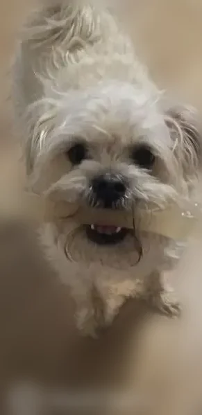 Lost dog, North Bedford Falls Road, 13405, Platte City - female schnug, white fur - photo