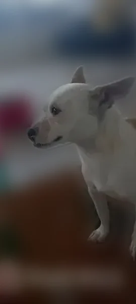 Lost dog, Northwest 141st Avenue, 15081, Fort Myers - female with a pink collar - photo