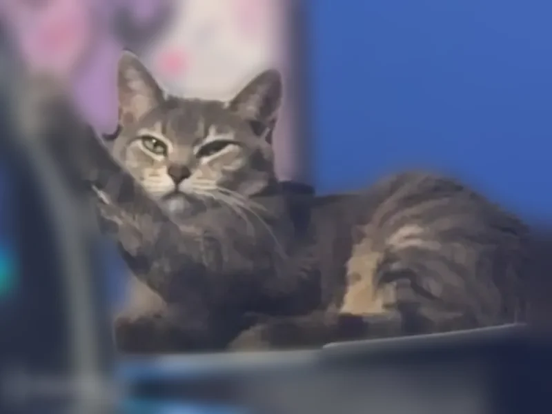 Lost cat, Poplar Grove Road South, 782, Boone - female gray tabby with green eyes - photo