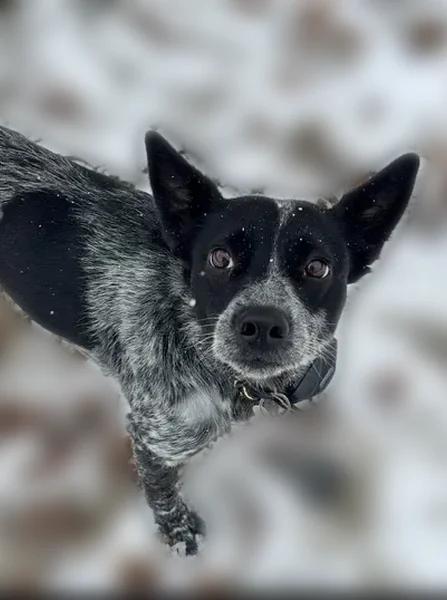 Lost dog - female, Hardin Drive, 2208, Oklahoma City - photo