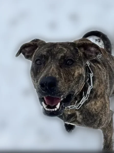 Lost dog, Hardin Drive, 2208, Oklahoma City - very friendly, food motivated - photo