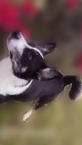 Lost dog, Coal City, West Virginia, Crab Orchard - female, medium-sized, black and white with black specks on her legs - photo