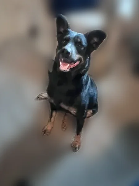 Lost dog, West Twin Oaks Street, 2413, Broken Arrow - photo