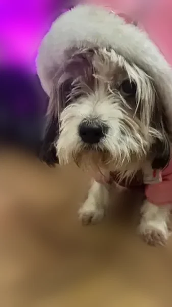Lost dog, Lakeside Drive Northeast, 3480, Atlanta, Arlington - female, limping, 15 years old - photo