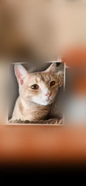 Lost cat, Vroom Road, 1355, Village of Spencerport, Spencerport - photo
