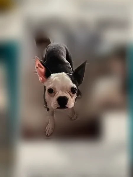 Lost dog, Saguaro National Park, Arizona, USA, Phoenix - female, 12 lbs, white face - photo