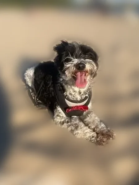 Lost dog, North Kenmore Avenue, 4236, Chicago - male, neutered, guarded personality - photo