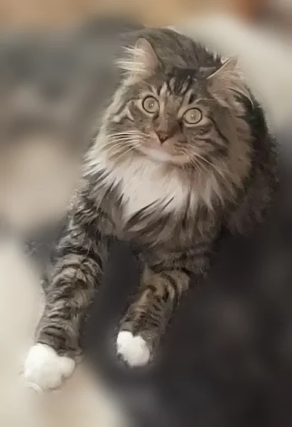 Lost cat, North Kent Street, 110, Knoxville - male Maine Coon with a bright orange collar - photo