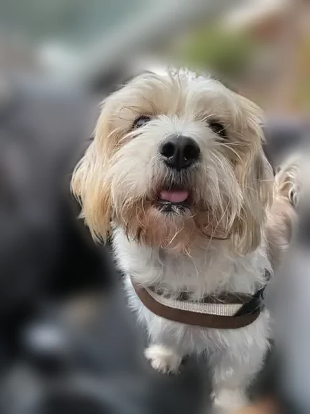 Lost dog, North Kenmore Avenue, Chicago - apricot and white, 25 pounds - photo