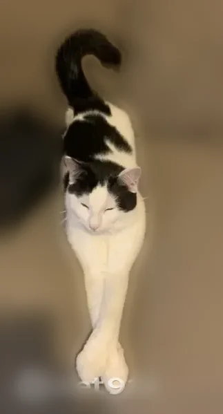 Lost cat, Temple Street, 111, Saco - male, black and white spotted, crooked tail - photo