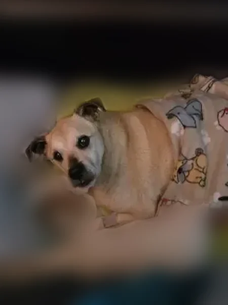 Lost dog, male, Leeds Avenue, 515, Indianapolis - tan and white, partially blind - photo