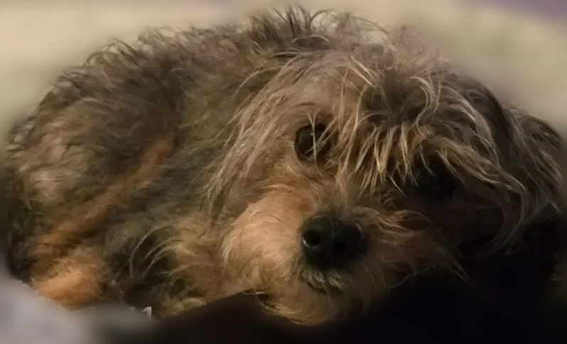 Lost dog, Springfield, Illinois - female - photo