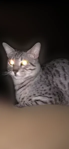 Lost cat, West Pepperidge Way, Las Vegas - gray short coat, green eyes - photo