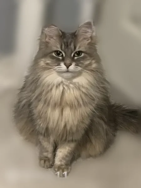 Lost cat, Bruce Avenue, Windsor - female, ear tip clipped - photo