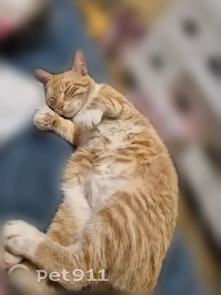 Lost cat, South 2nd Street, 3090, Waco - male tabby, 2 years old - photo