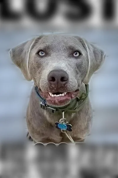 Lost dog, Ferguson Road, 2259, Allison Park - male Labrador with an army green collar - photo