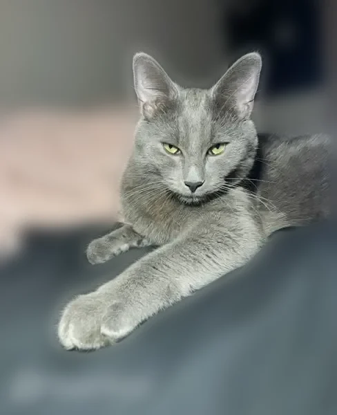 Lost cat, Cox Avenue, 2112, Modesto - male, gray, green eyes - photo