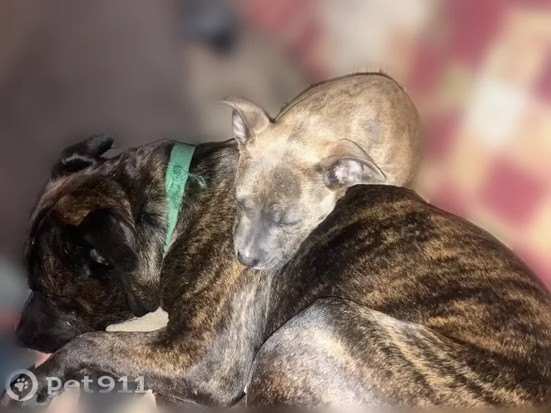 Lost dog, Serena Lane, 285, Alpharetta - brindle pit - photo