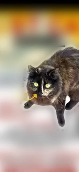 Lost cat, Questa Court, 418, Palmdale - female long-haired calico - photo