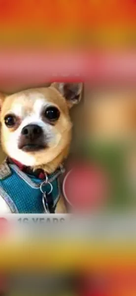 Lost dog, East Delavan Avenue, 296, Buffalo - tan coat - photo