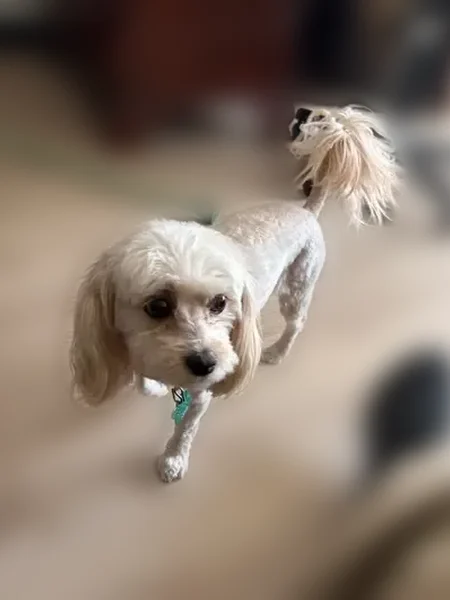 Lost dog, East Freeway, Columbus - female, poodle mix, about 10 pounds - photo