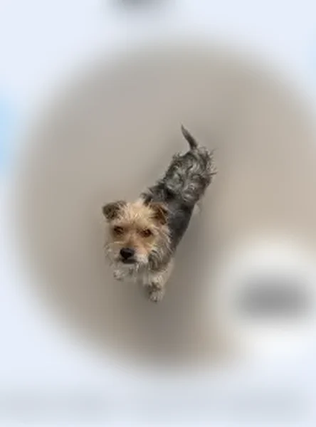 Lost dog, Holliday, 1412, Plainview - male Yorkie-Terrier with a scarred ear - photo
