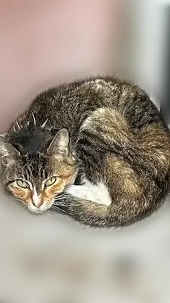 Found cat, Halsey St/Patchen Av, Brooklyn - small tabico/tortoiseshell-tabby mix with a collar and bell - photo