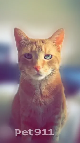 Lost cat, Colonial Drive, 15-35, Springville - male, orange tabby, neutered - photo