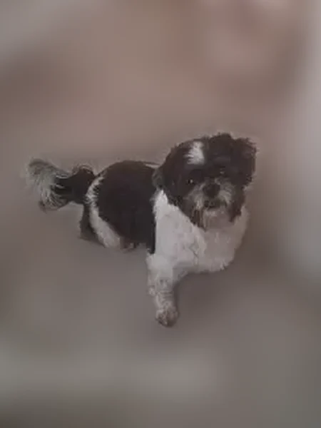 Lost dog, Bruceville Road, 6600, Sacramento - small black and white male Shih Tzu - photo