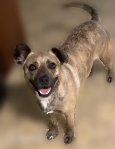 Lost dog, Grand Boulevard, 4006, East Chicago - female shepherd/pitbull mix - photo