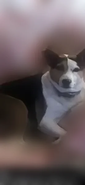 Lost dog, C Street, 900, Tehama - female, microchipped - photo