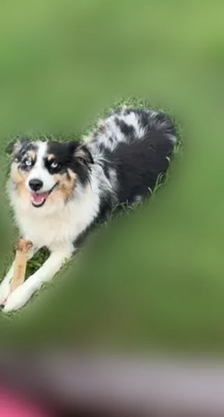 Lost dog, Delightful Way, 120, Winder, Alpharetta — female mini Australian Shepherd - photo
