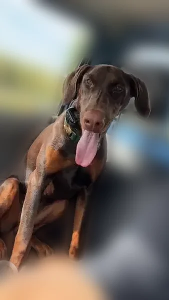 Lost dog, Wisconsin 31, 2417, Mount Pleasant - female, floppy ears - photo