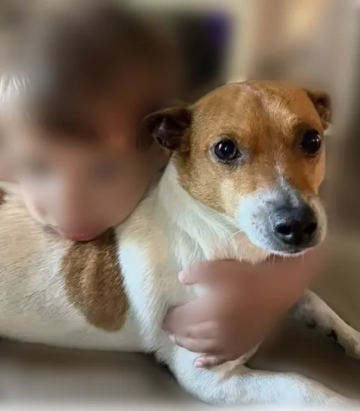 Lost dog, Hillcrest Farm Road, 2, Carriere, Baton Rouge - male - photo