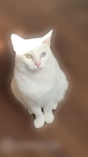 Lost cat, Carol Street, 2067, Cannon Crossing, Rossville - female, shy, odd eyes - photo