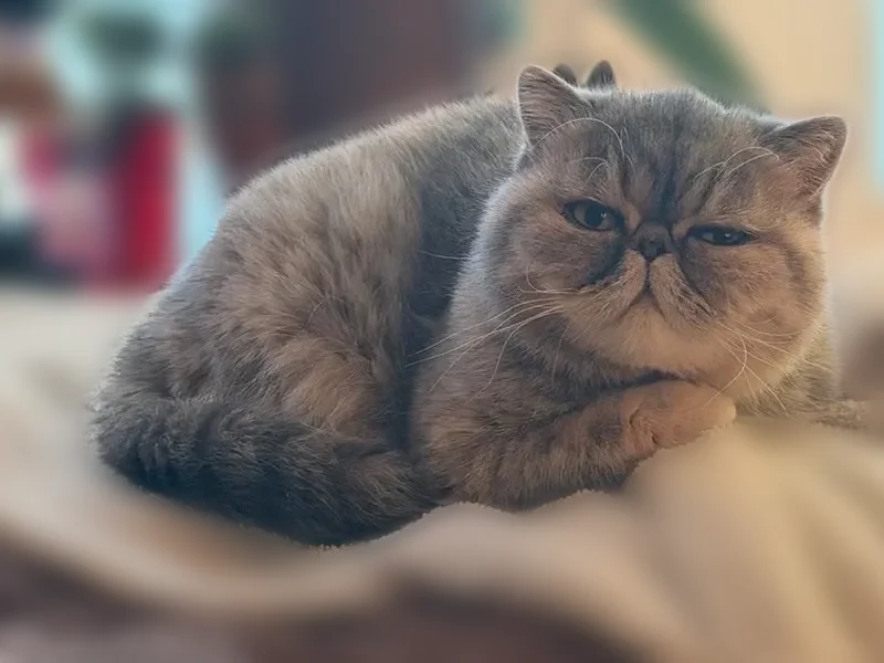 Lost cat, South Ringgold Street, 1328, Philadelphia — female Exotic Shorthair, 3 years old - photo