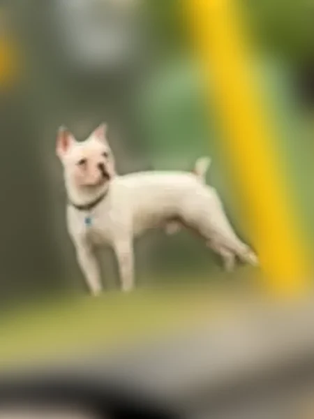 Lost dog, Blackburn Road Southeast, 2345, Cleveland - photo
