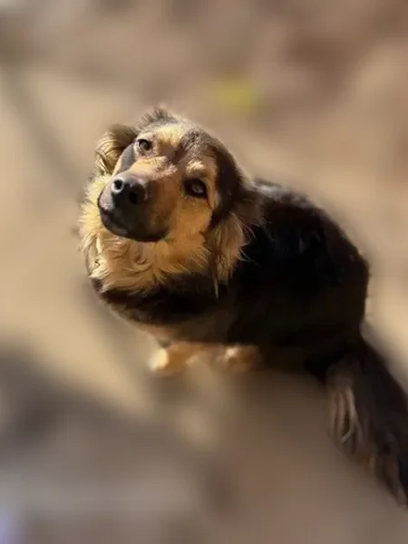 Lost dog, South Bluff Road, 2011, Gratio, Obion - female, black and tan, short in stature - photo
