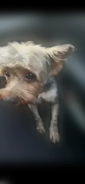 Lost dog, West Elms Road, 2801, Killeen - female, short hair, no collar - photo